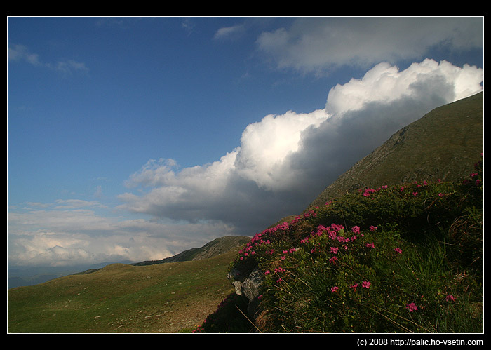 Rozkvetlé pohoří Rodna začátkem července