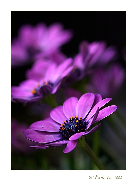 Fialové pohlazení.....