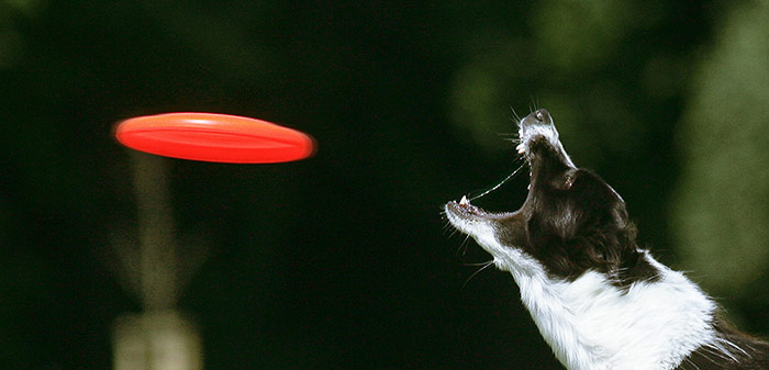dog frisbee