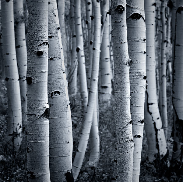 Forest Eyes