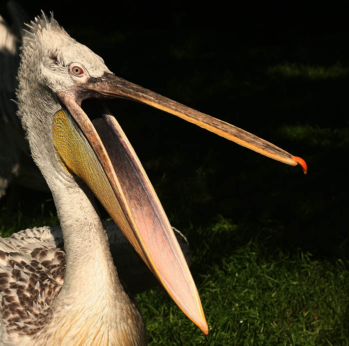 mámu, tátu a ....Tebe taky snim....