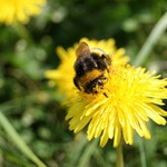 makro 4