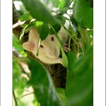 Co se skrývá na stromě?