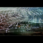 Pavučinový minisvět