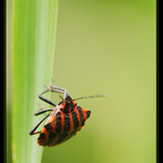 lezoucí se stébla chytá