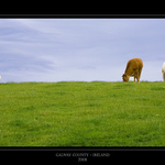 Galway County