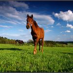 středeční procházka