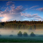 mlhavé ráno u lesa