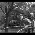 ...Žízeň Holubí...