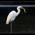 Volavka bila na lovu