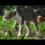 Úloha "Naštvať psa"- splnená