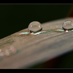 Cvrčci zase hráli kulec...