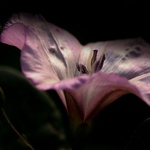 ...jen tak..do fialova