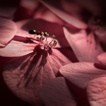 ... k princeznám se nečuchá..Hortenzie..