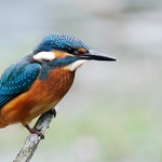 Ledňáček říční II.