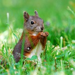 Mladá veverucha s "upírem " v kožichu