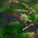 Ve dvou se to lépe letí