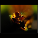 Medová-jedová ústa..