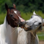 ...přetahovaná.... :-)