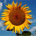 No asi slunečnice, co už.