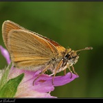 Soumračník rezavý