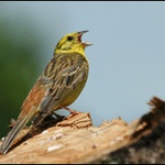 Strnad obecný - Emberiza citrinella