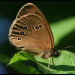 Okáč prosíčkový - Aphantopus hyperantus