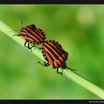 Láska v dresu AC Milan