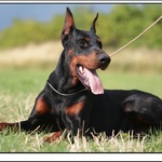 Batler de grande Vinko