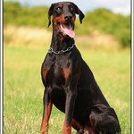 Fernando Halit Paša