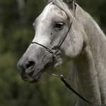 2008-07-26 VII. ročník národního šampionátu plnokrevných arabských koní @ Liberec I.