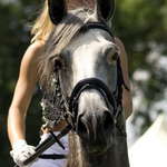 2008-07-26 VII. ročník národního šampionátu plnokrevných arabských koní @ Liberec II.