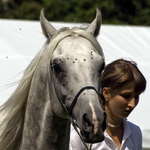 2008-07-26 VII. ročník národního šampionátu plnokrevných arabských koní @ Liberec III.