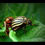 Krucinál slez nebo....