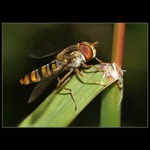 Odpočívám :-)  ...