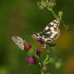 Uzatvorený a otvorený