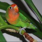 Agapornis
