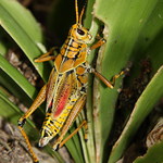 Todle u nas v prirode nenajdete