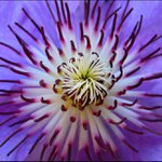 Sasanka alebo kvet ?