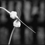 Boj o miesto pod slnkom ..