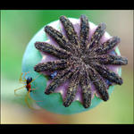 Nenaplnené pokušenie...