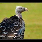 Gyps ruppellii alias Sup krahujový