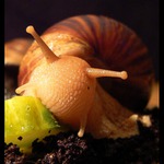 šnečku, šnečku...