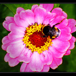 I čmelák si umí osladit život