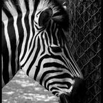 Potrét zebry