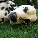 Puntíkaté sluníčko