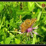 motyl