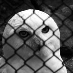 v příštím životě