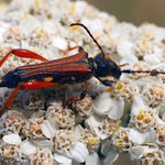 Moje první pokusy s makrem