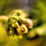 Moje první pokusy s makrem